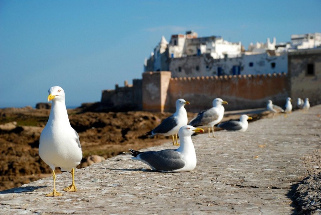 7 days tour from Marrakech to desert