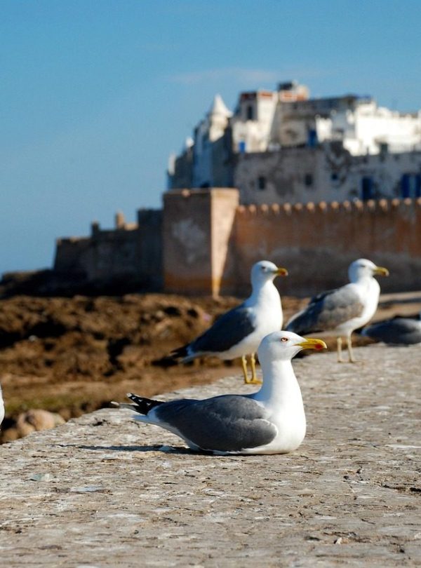 7 days tour from Marrakech to desert