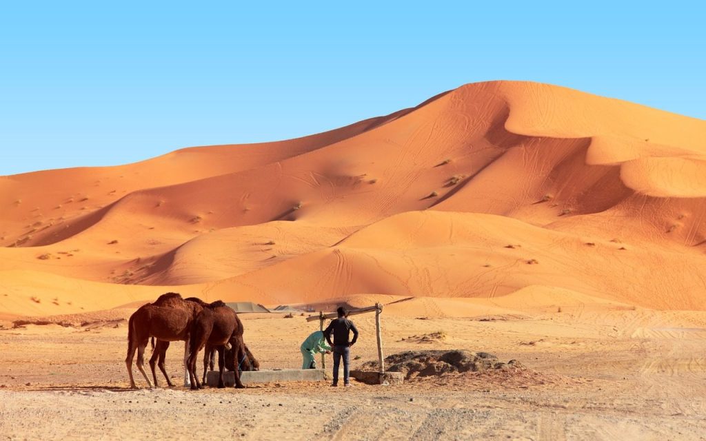 desert, camel, camels, the sun, west, east, the sand dunes, morocco, sahara, landscape, africa, sand, hot, nature, adventure, dune, drought, sky, peace of mind, marroc, travels, tourism, erg chebbi, merzouga, berber, merzouga, merzouga, merzouga, merzouga, merzouga
