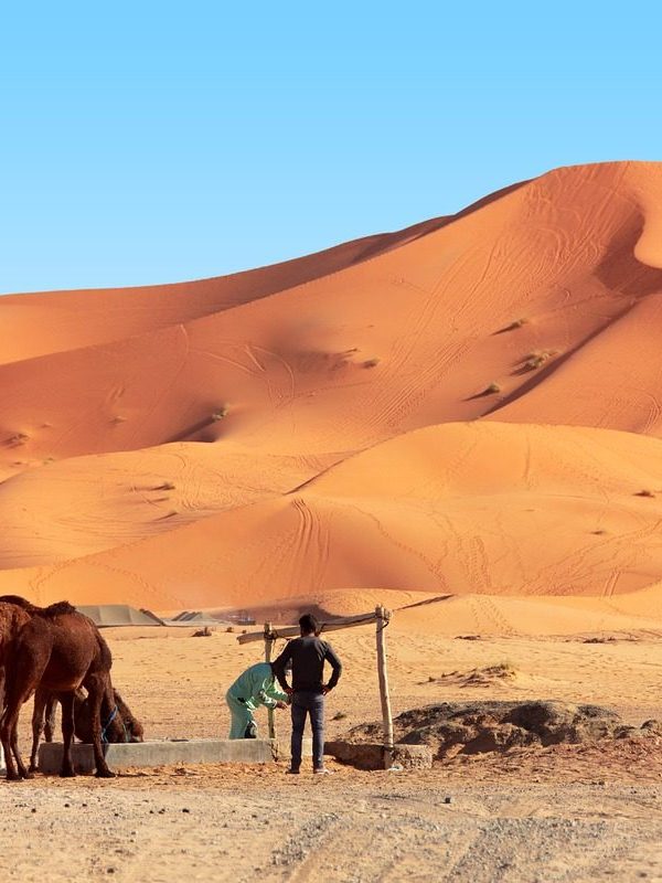 desert, camel, camels, the sun, west, east, the sand dunes, morocco, sahara, landscape, africa, sand, hot, nature, adventure, dune, drought, sky, peace of mind, marroc, travels, tourism, erg chebbi, merzouga, berber, merzouga, merzouga, merzouga, merzouga, merzouga