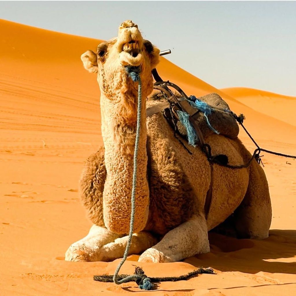 3 Days Morocco Desert Tour from Marrakech