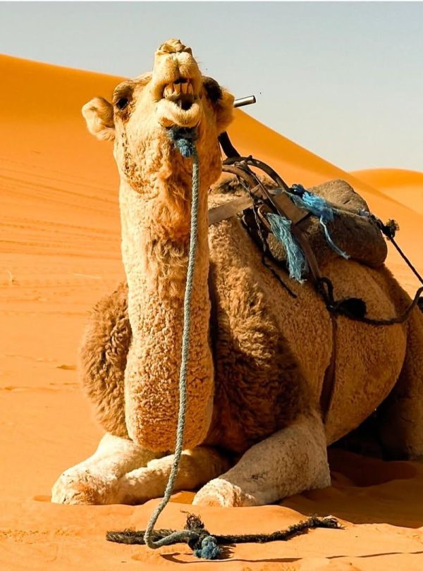 3 Days Morocco Desert Tour from Marrakech