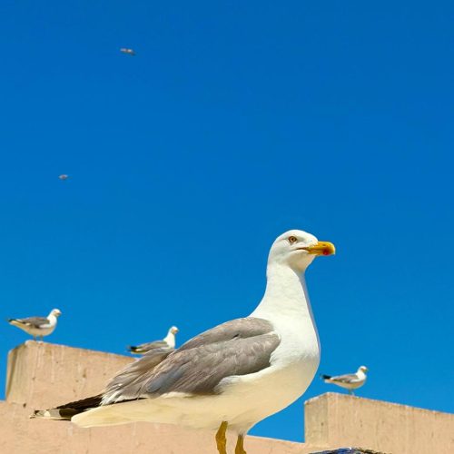 7 Days Morocco Desert Tour from Marrakech