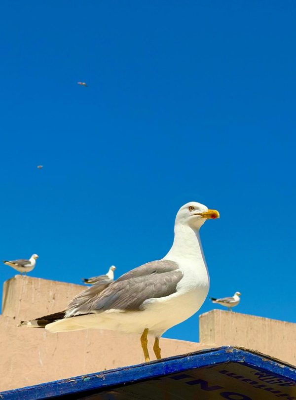 7 Days Morocco Desert Tour from Marrakech