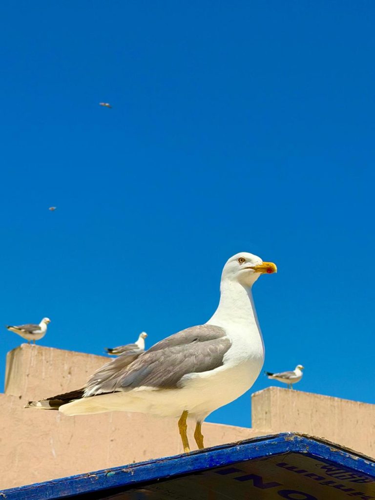 7 Days Morocco Desert Tour from Marrakech