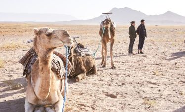 people standing beside camel on desert
