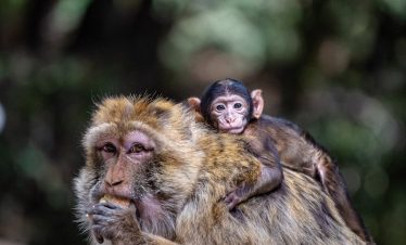 a monkey sitting on top of a monkey on its back