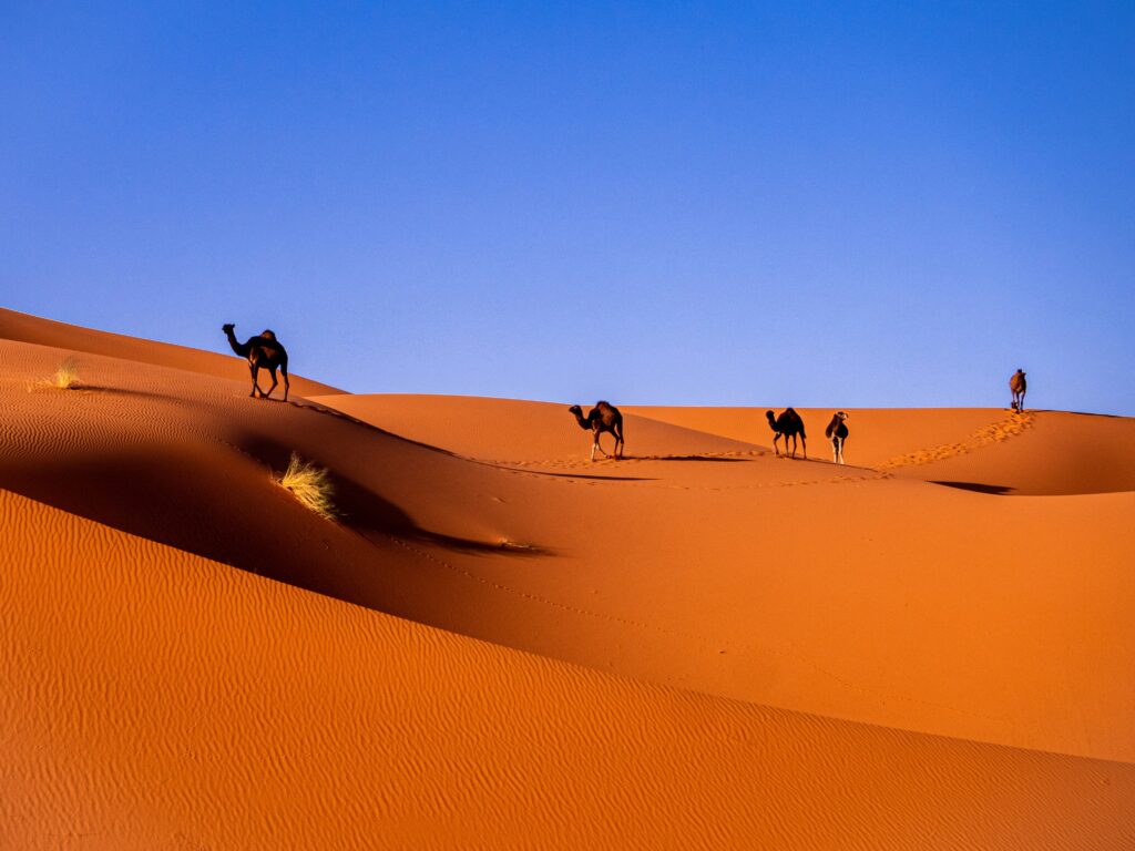 2-Day Zagora Desert Tour from Marrakech